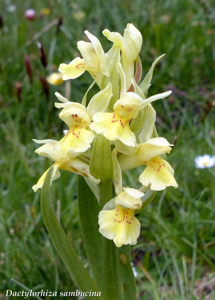 Monti della Laga, N.widderi, P.albida var. tricuspis e altre orchidee 27 giugno 2015